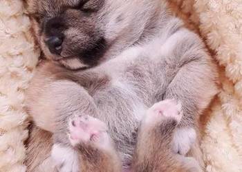 Szczeniak SHIBA INU RODOWÓD