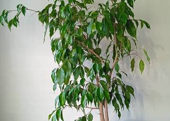Ficus Beniamina kwiat pokojowy