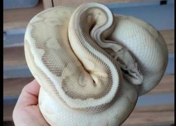 Samiec Red Stripe YB  Pastel Lesser het Clown samiec