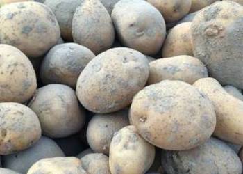 Ziemniaki vineta jadalne