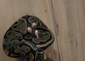 Pyton Królewski asphalt