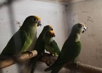 konury brazylijskie 25