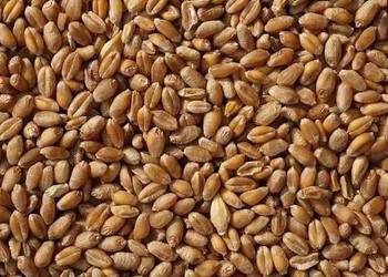 Pszenica do kur, gołębi