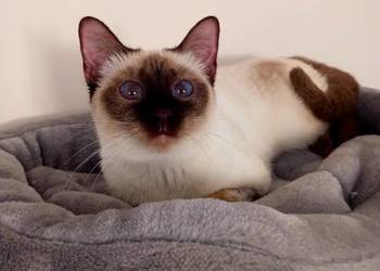Kotka syjamska tajska do płatnej adopcji z rodowodem WCF Niebieskookie *pl