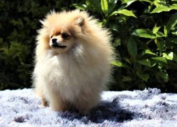 POMERANIAN - szpic miniaturowy