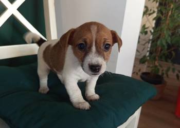 Jack Russell Terrier