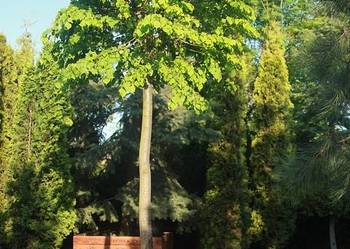 Drzewo Lipa 3,5m w donicy, korona 2m, pień 15cm