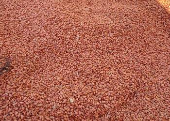 Pszenica pszenżyto zaprawione