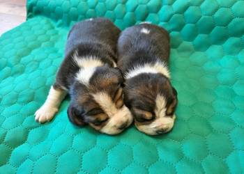 Beagle szczeniaki Z.K.w.P (FCI) elitarne pochodzenie