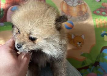 szpic miniaturowy - piesek do rezerwacji