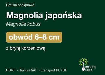 Magnolia japońska (Magnolia kobus) obwód 6-8 cm, z bryłą – HURT