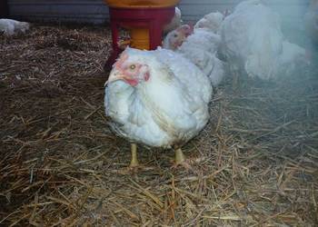 Brojlery mięsne z własnej  chodowli