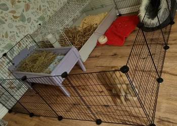 Bezpieczny kojec dla świnki morskiej wybieg z metalową siatką