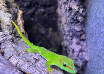 Felsuma madagaskarska Phelsuma grandis