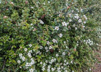 Irga Płożąca zadarniająca sztobry