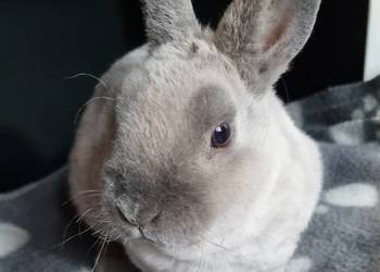 Królik Karzelek Mini Rex trójbarwny