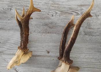 Czaszki z parostkami