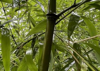 Pachnący Bambus Phyllostachys atrovaginata Green Perfume 3l