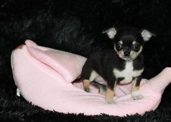 Chihuahua krótkowłosy chłopiec ZKwP FCI