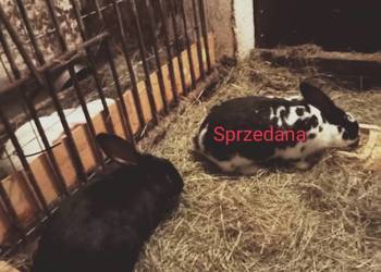 Sprzedam młodą  kotna samice królika