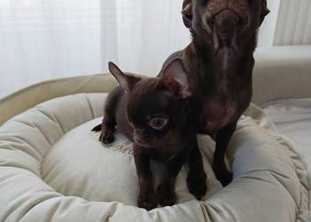 Chihuahau czekoladowy