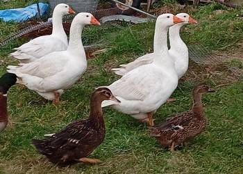Kaczki staropolskie