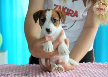 Szczenię Jack Russell Terrier Zima 2025