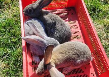 Króliki młode (olbrzym belgijski)