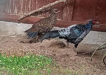 Kiściec nepalski para (bażanty)