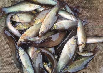 Lin narybek ryby do stawu oczka wodnego