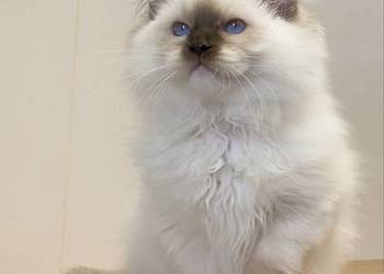 Gotowe do odbioru Ragdoll FPL kastrat