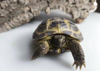 Żółw stepowy Testudo horsfieldii młode gady sklep terrarystyczny