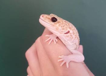 Gekon lamparci albino tremper