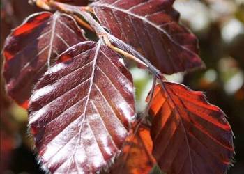 P11 BUK POSPOLITY FAGUS SYLVATICA ATROPUNICEA NA ŻYWOPŁOT I JAKO DRZEWO