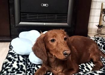 Jamnik długowłosy miniaturowy -piesek