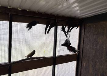 Rozelle królewskie papugi