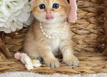 Kotka Szkocka złota zwisłoucha. Scottish fold