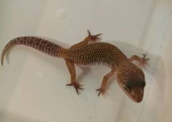 Gekon Lamparci - Sklep Zoologiczny