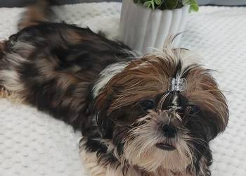 wesoły piesek shih tzu