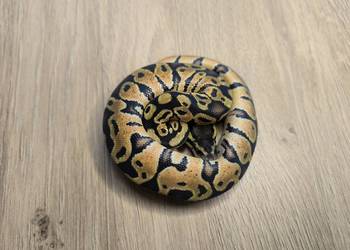 Pyton królewski Orange dream Pastel pH Clown