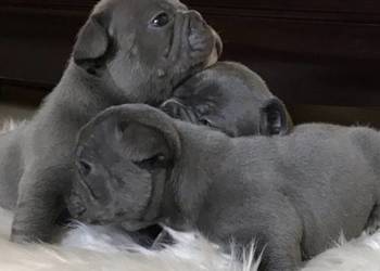 Przepiękne buldogi francuskie blue niebieskie