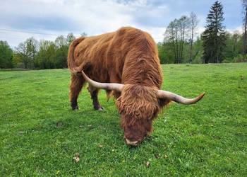 100% Rasowy buhaj byk rozpłodowy highland bydło szkockie wpis PZHiPBM