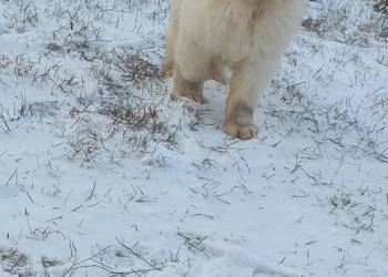 Owczarek podhalański