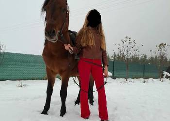 Kuc kucyk koń hucuł