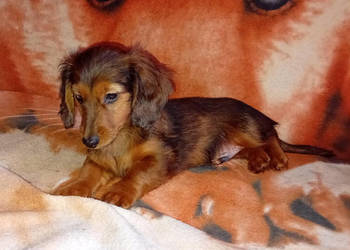 Jamniki długowłose miniaturowe i królicze