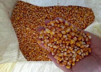 Kukurydza sucha