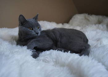 Kocurek Kartuski Chartreux