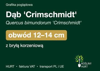 Dąb 'Crimschmidt' (Quercus bimundorum) obwód 12-14 cm, z bryłą – HURT
