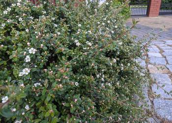 Irga Płożąca zadarniająca zimozielona Duże Sadzonki