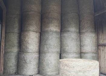 Siano w belach 130x130 sezon 2025